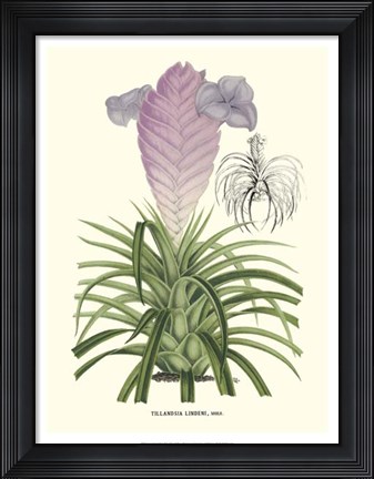 Framed Lavender Orchids III Print