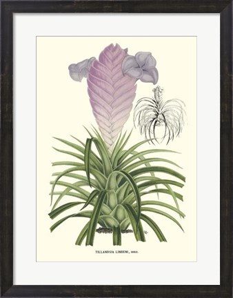 Framed Lavender Orchids III Print