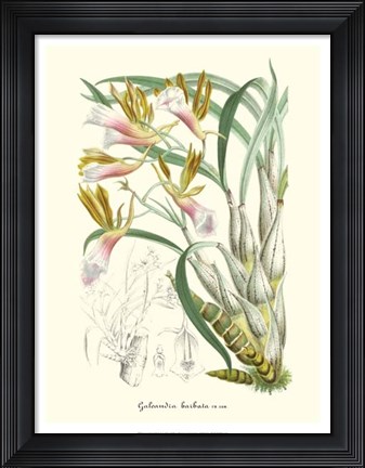 Framed Lavender Orchids IV Print