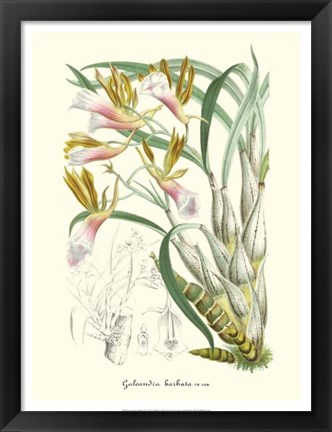 Framed Lavender Orchids IV Print