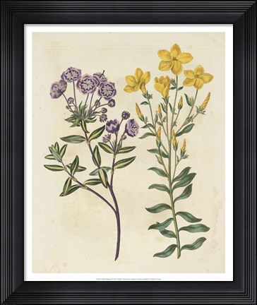 Framed Garden Pairings II Print