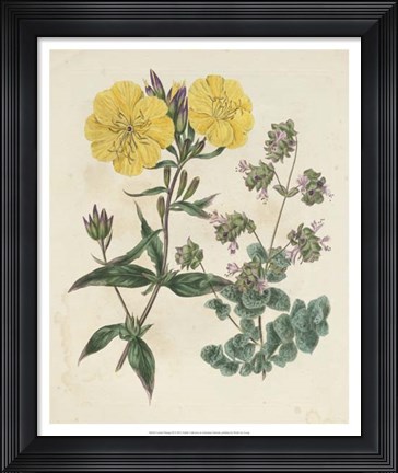 Framed Garden Pairings III Print