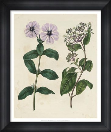 Framed Garden Pairings VIII Print