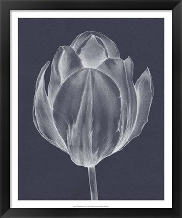 Framed Monochrome Tulip I Print