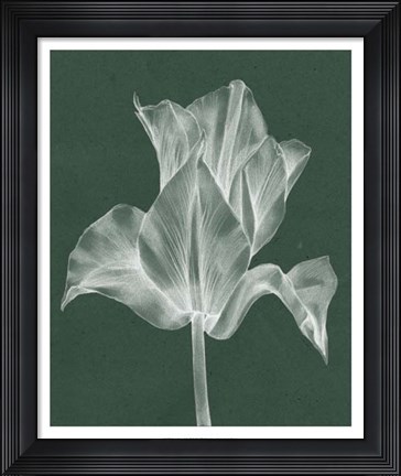 Framed Monochrome Tulip IV Print