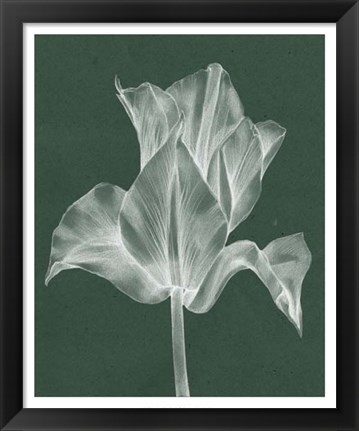 Framed Monochrome Tulip IV Print