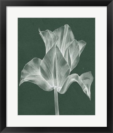 Framed Monochrome Tulip IV Print