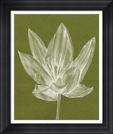 Framed Monochrome Tulip VI Print