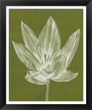 Framed Monochrome Tulip VI Print