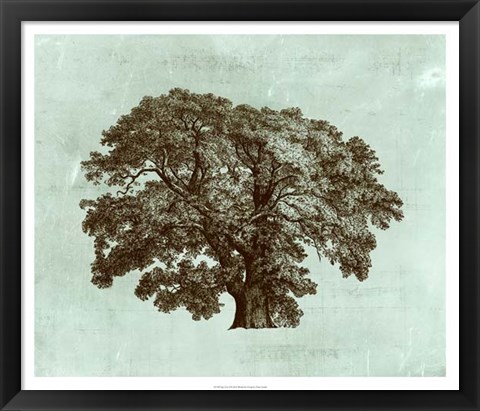 Framed Spa Tree II Print