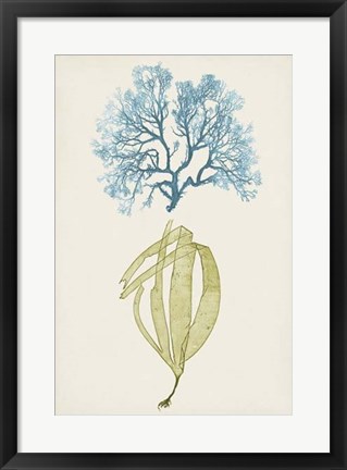 Framed Aqua &amp; Citron Coral IV Print
