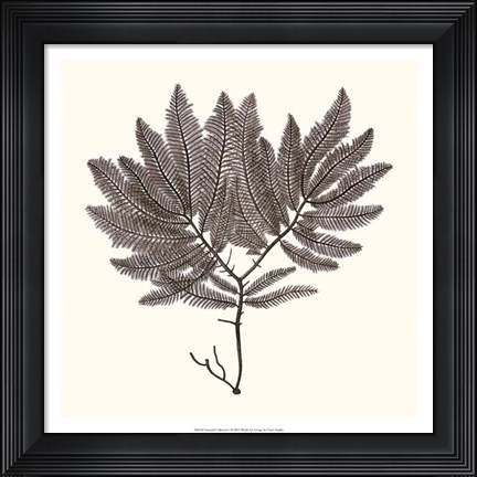 Framed Seaweed Collection I Print