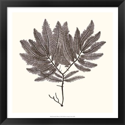 Framed Seaweed Collection I Print