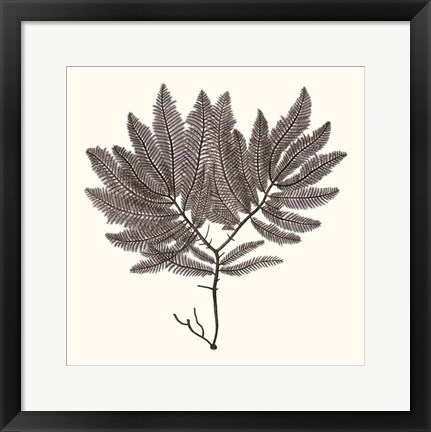 Framed Seaweed Collection I Print