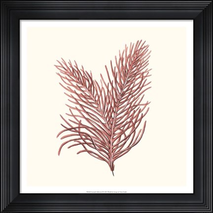 Framed Seaweed Collection II Print