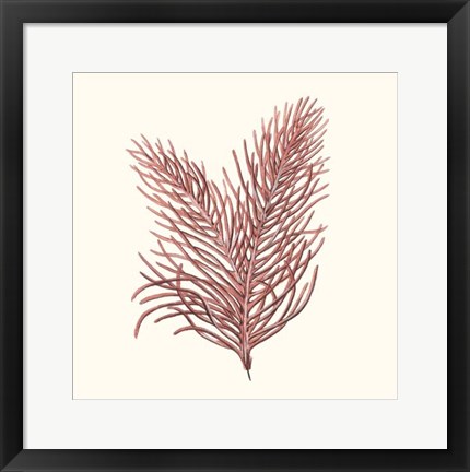 Framed Seaweed Collection II Print