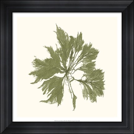 Framed Seaweed Collection III Print
