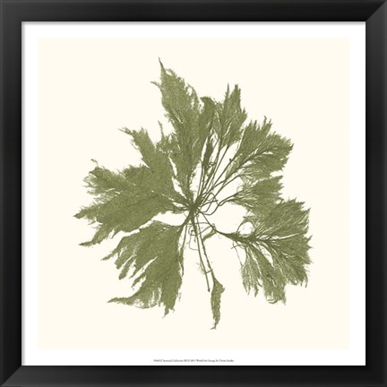 Framed Seaweed Collection III Print