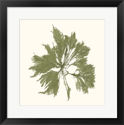 Framed Seaweed Collection III Print