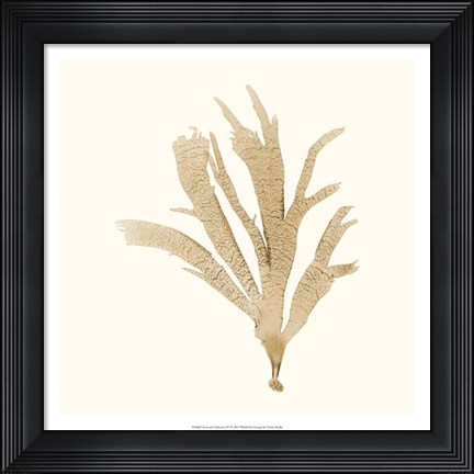 Framed Seaweed Collection IV Print