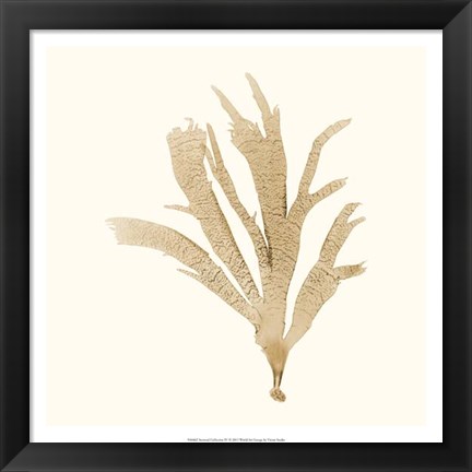 Framed Seaweed Collection IV Print