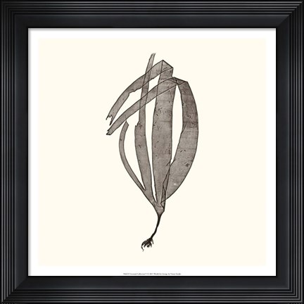 Framed Seaweed Collection V Print