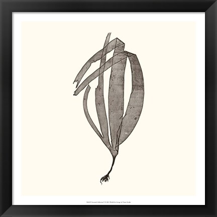 Framed Seaweed Collection V Print