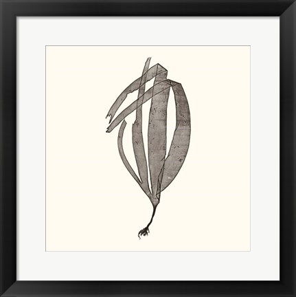 Framed Seaweed Collection V Print