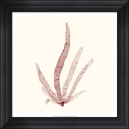 Framed Seaweed Collection VI Print