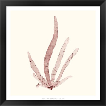 Framed Seaweed Collection VI Print