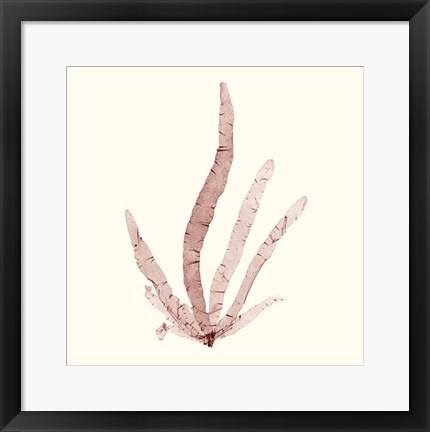 Framed Seaweed Collection VI Print