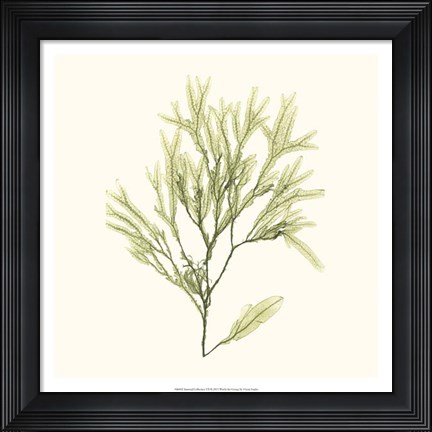 Framed Seaweed Collection VII Print