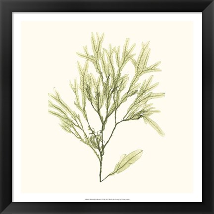 Framed Seaweed Collection VII Print
