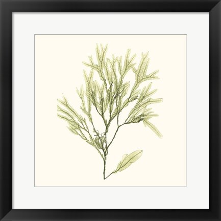 Framed Seaweed Collection VII Print
