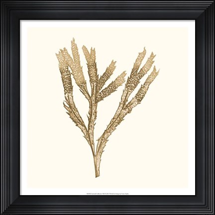 Framed Seaweed Collection VIII Print