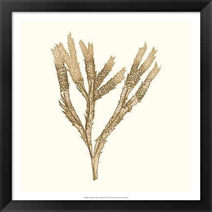 Framed Seaweed Collection VIII Print
