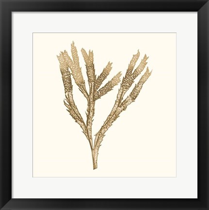 Framed Seaweed Collection VIII Print