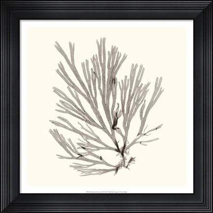 Framed Seaweed Collection IX Print