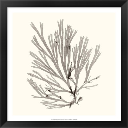 Framed Seaweed Collection IX Print