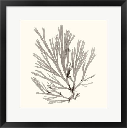Framed Seaweed Collection IX Print