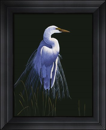 Framed Common Egret In Breeding Plumage Print