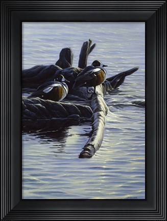 Framed Harlequin Ducks Print