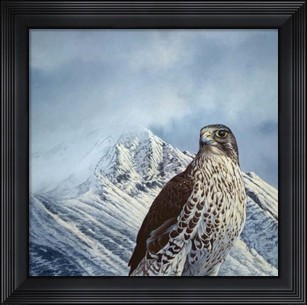 Framed Gyr Falcon Print