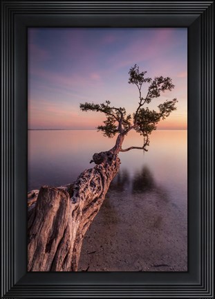 Framed Water Tree IV Print