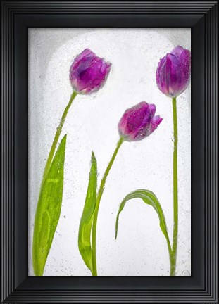 Framed Flores Congeladas 2 Print