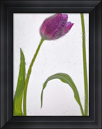 Framed Flores Congeladas 3 Print