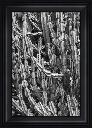 Framed Old Cactus 3 Print
