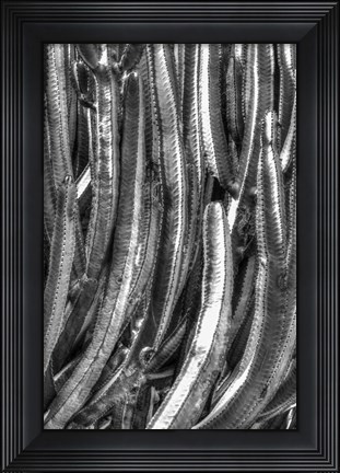 Framed Old Cactus 4 Print