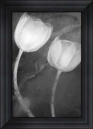 Framed 2 Tulipanes Blancos Print
