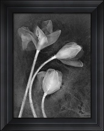 Framed 3 Tulipanes Print